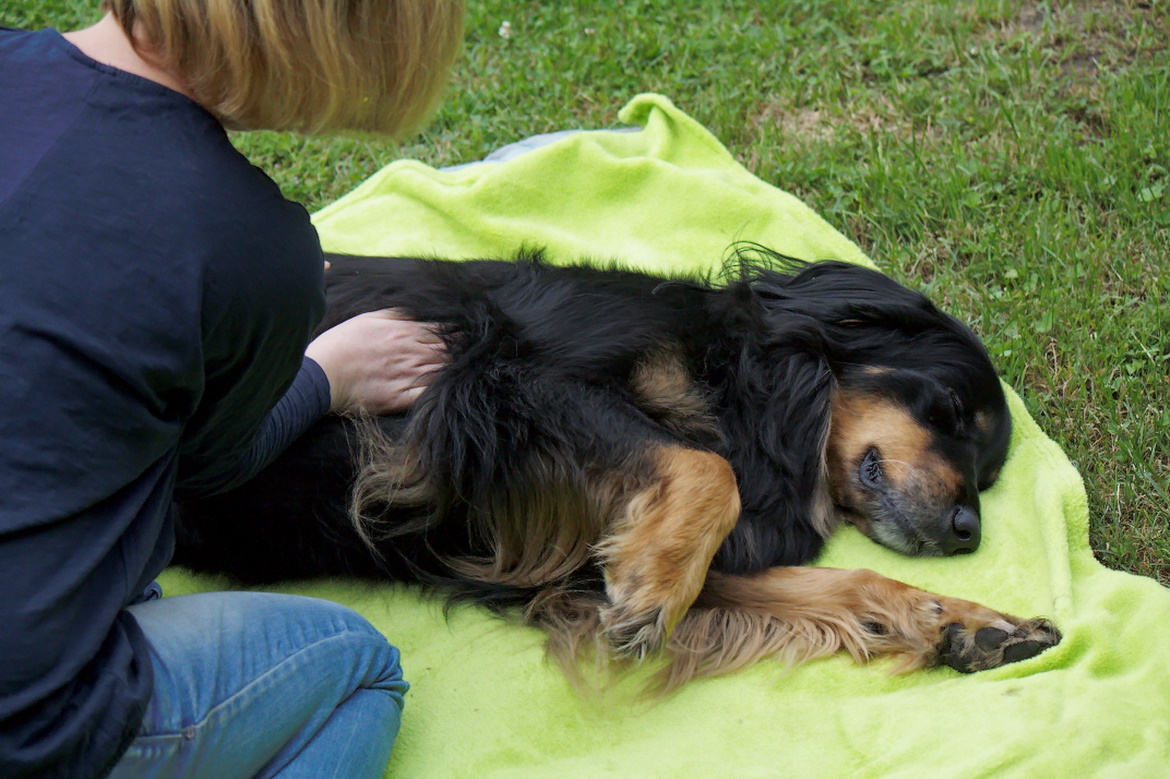 masaż relaksacyjny dla psa - Samosia