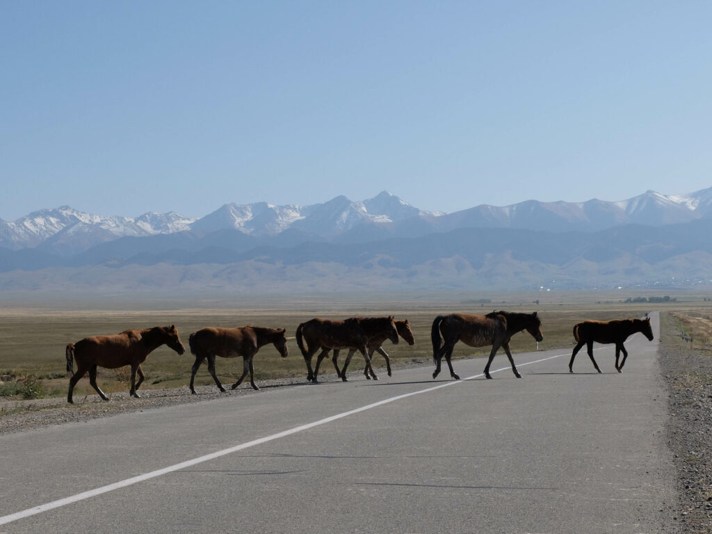 Kazachstan konie przechodzące przez drogę
