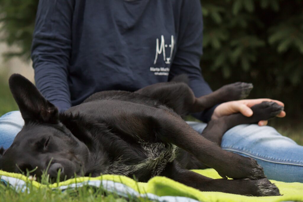 masaż relaksacyjny dla psa - GaSa