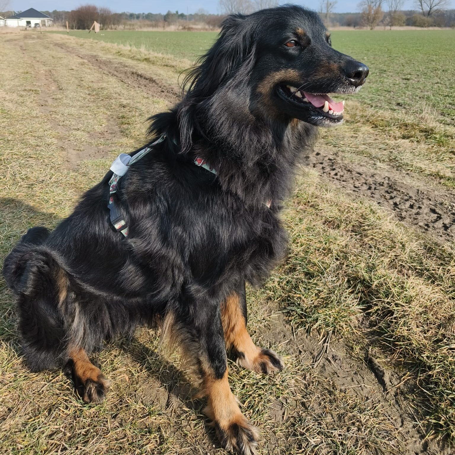 AKCJA Las Księżniczek